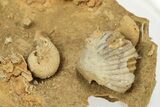 Miniature Fossil Cluster (Ammonites, Brachiopods) - France #237058-1